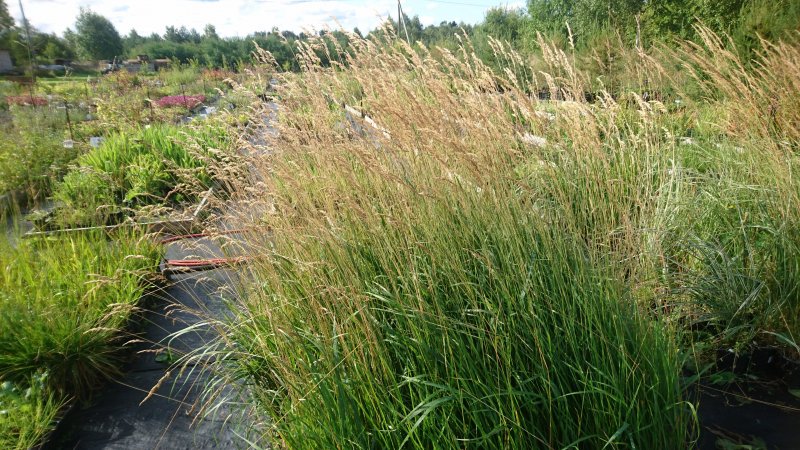 Calamagrostis varia Вейник